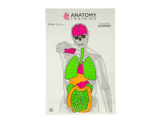 ACTION TGT ANATOMY TRNG 100PK